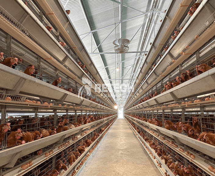Laying Hens Poultry Farm in Kenya