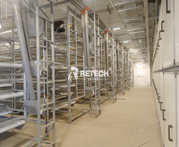Modern Broiler Chicken Farm in Belarus