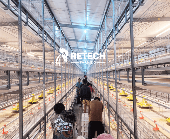 60,000 Broiler Farm Design in Indonesia