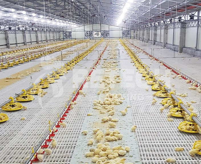 Automatic Broiler Feeding System in Samoa