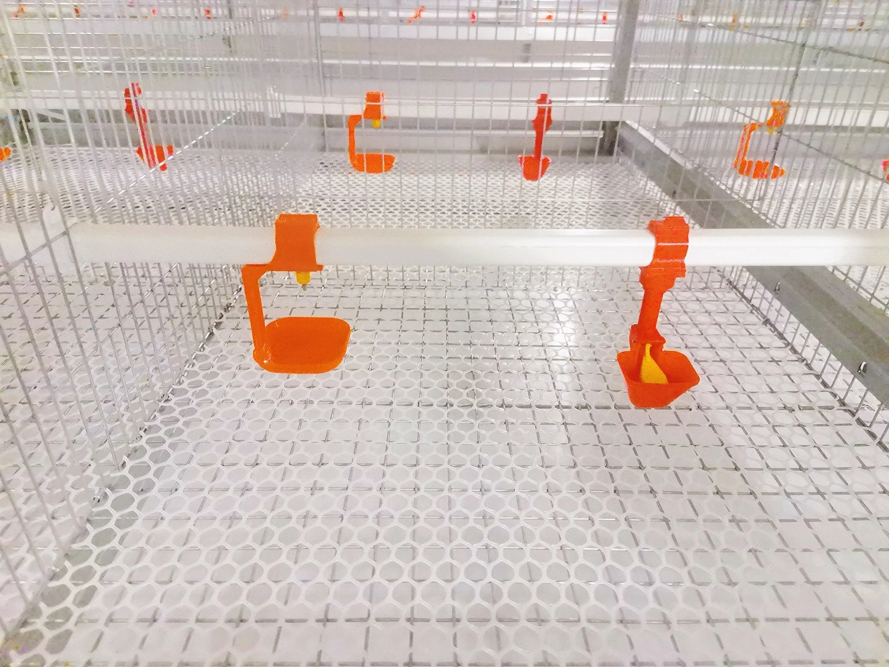 Drinking cups and perforated cage-floor detail