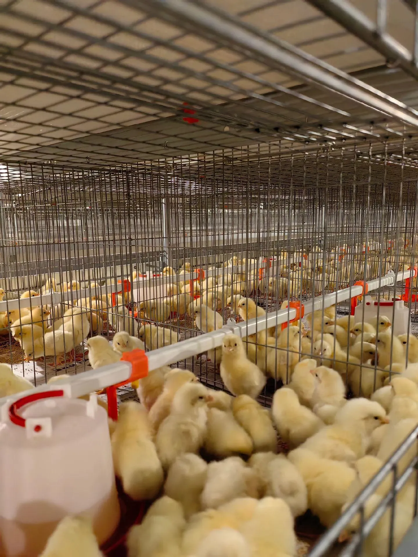 Chicks beside the drinking line