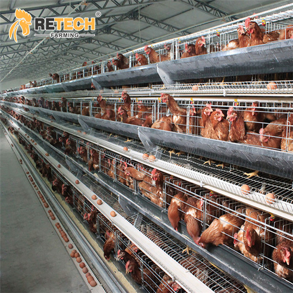 4 tier chicken battery cage